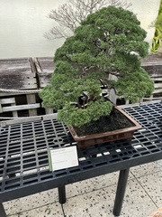 Juniperus chinensis sargentii