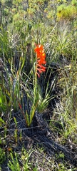 Watsonia schlechteri