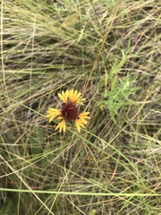 Gaillardia aestivalis