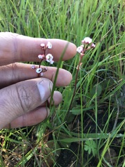 Micranthes californica