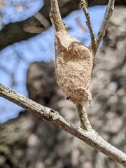 Megalopyge opercularis