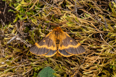 Lemonia dumi