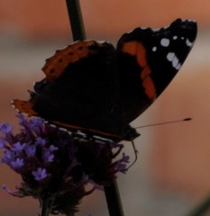 Vanessa atalanta