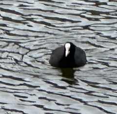 Fulica atra