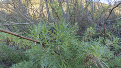 Artemisia palmeri