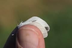 Dismorphiinae