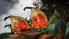 Phenakospermum guyannense