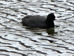 Fulica atra