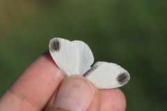 Dismorphiinae