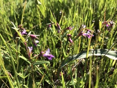 Collinsia sparsiflora