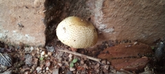 Xanthagaricus