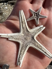 Astropecten