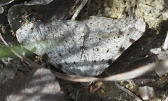 Digrammia pallidata