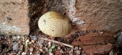 Xanthagaricus