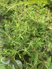 Eryngium foetidum