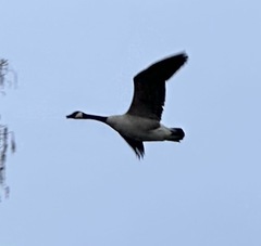 Branta canadensis
