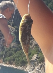 Torquigener flavimaculosus