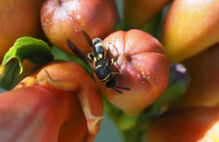 Leucospis