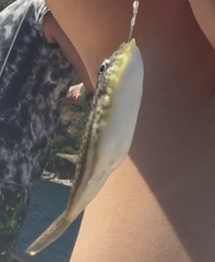 Torquigener flavimaculosus