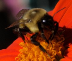 Bombus impatiens