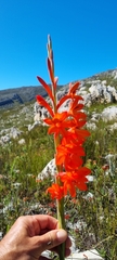 Watsonia schlechteri
