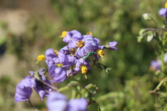 Solanum pinnatum