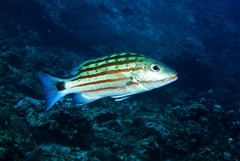 Lutjanus decussatus