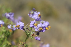 Solanum pinnatum