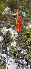 Watsonia schlechteri