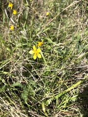 Ranunculus occidentalis