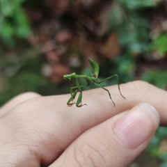 Stagmatoptera