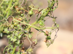 Solanum pinnatum