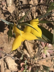 Calochortus amabilis