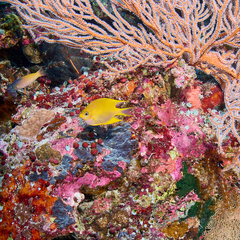 Amblyglyphidodon aureus