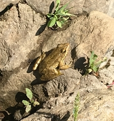 Pelophylax bedriagae