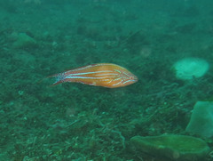 Paracheilinus paineorum