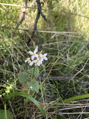 Cardamine californica
