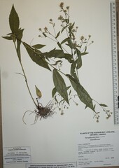 Symphyotrichum ontarionis glabratum