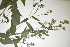 Symphyotrichum ontarionis glabratum