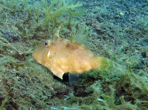 Cryptic filefish (Paramonacanthus japonicus) — Monacanthidae — 4