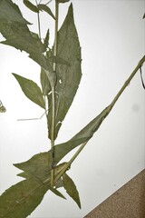 Symphyotrichum ontarionis glabratum