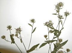 Symphyotrichum ontarionis glabratum