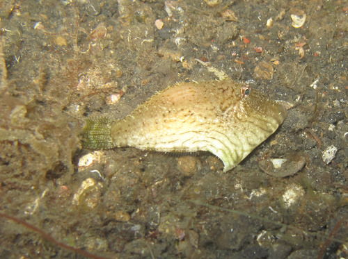 Cryptic filefish (Paramonacanthus japonicus) — Monacanthidae — 2