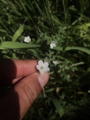 Nemophila