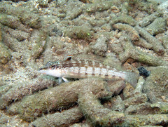 Parapercis lineopunctata