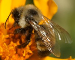 Bombus citrinus