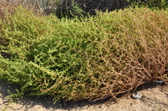 Salsola squarrosa