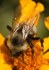 Bombus citrinus