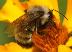 Bombus citrinus