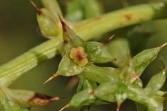 Salsola squarrosa